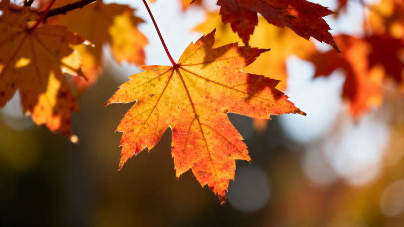 秋叶飘落 金黄灿烂图片