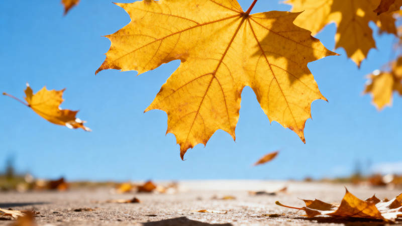 秋叶飘落 金黄满地图片