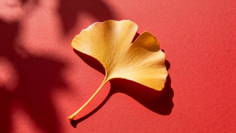 银杏叶影红背景图片