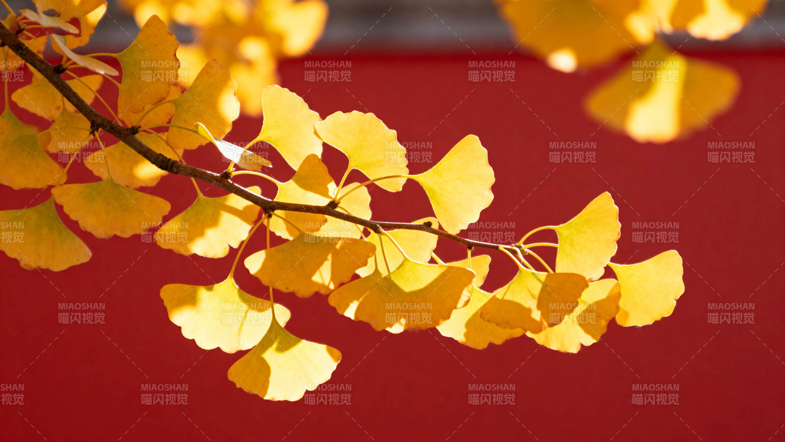 银杏叶黄秋意浓图片