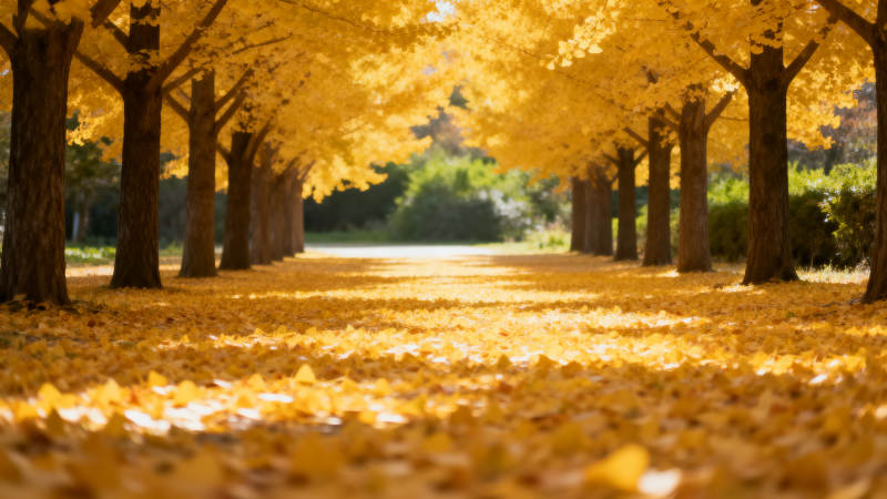 秋日金叶小径图片