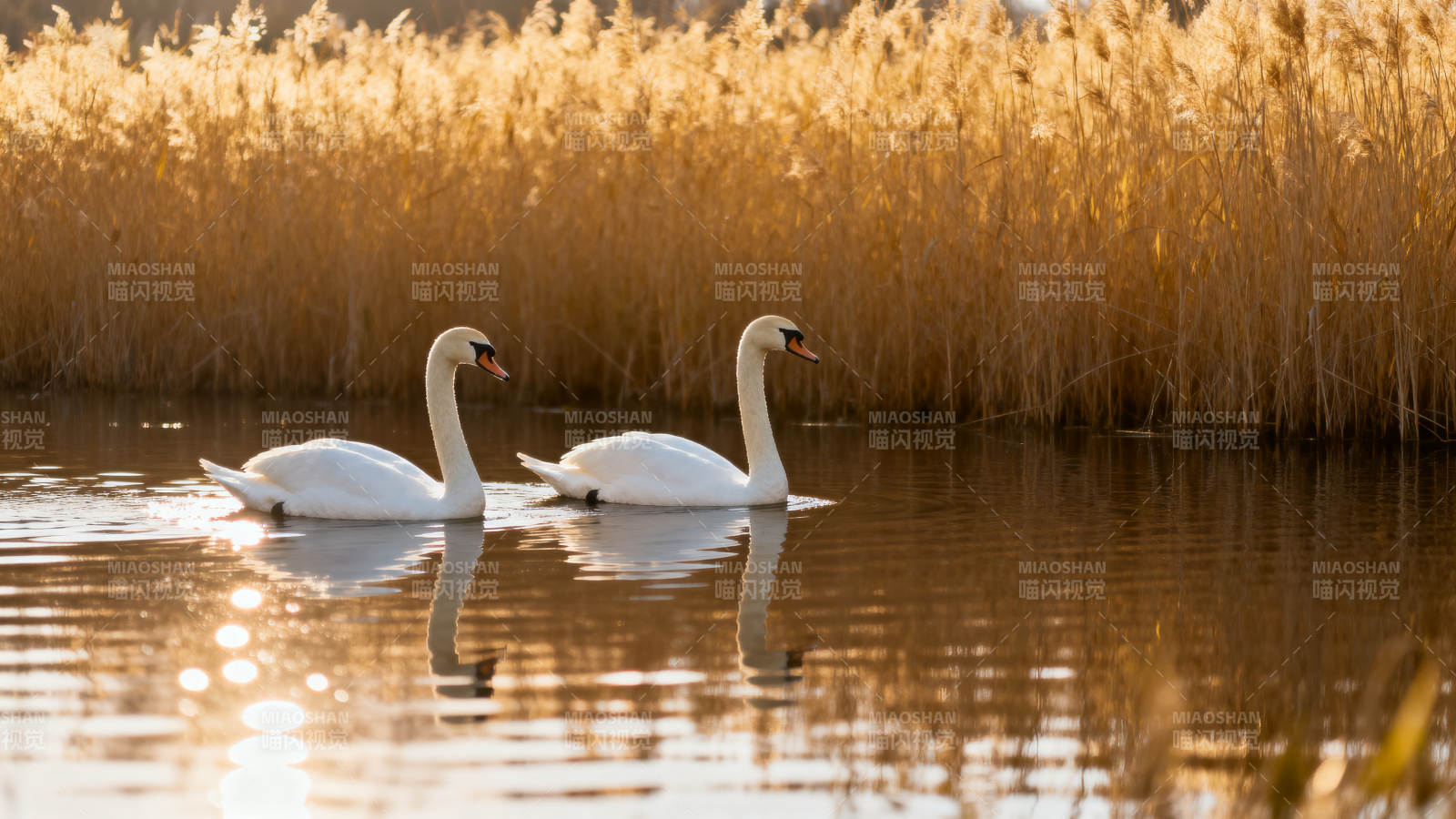 湖畔双天鹅图片