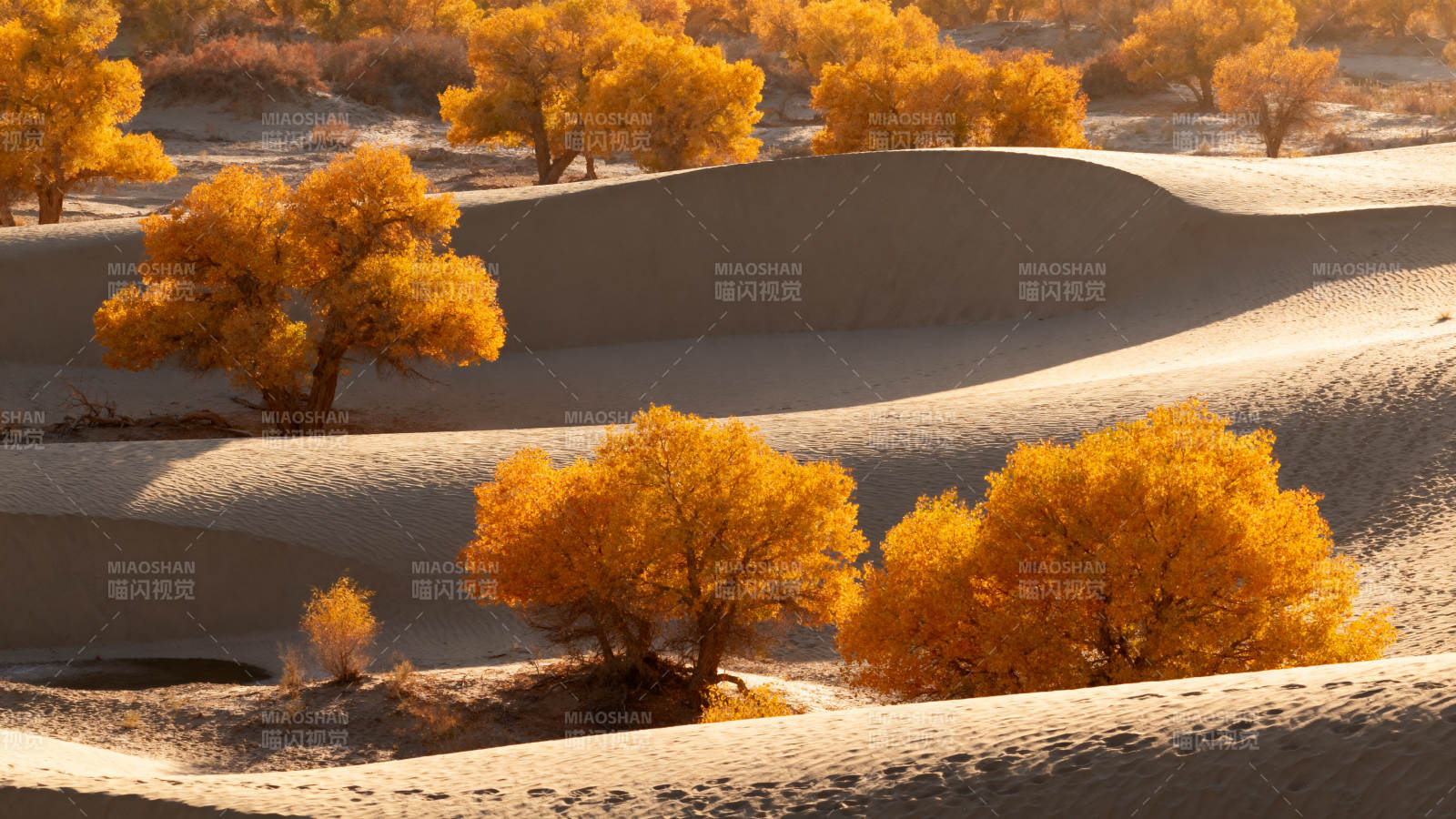沙漠金秋美景图片