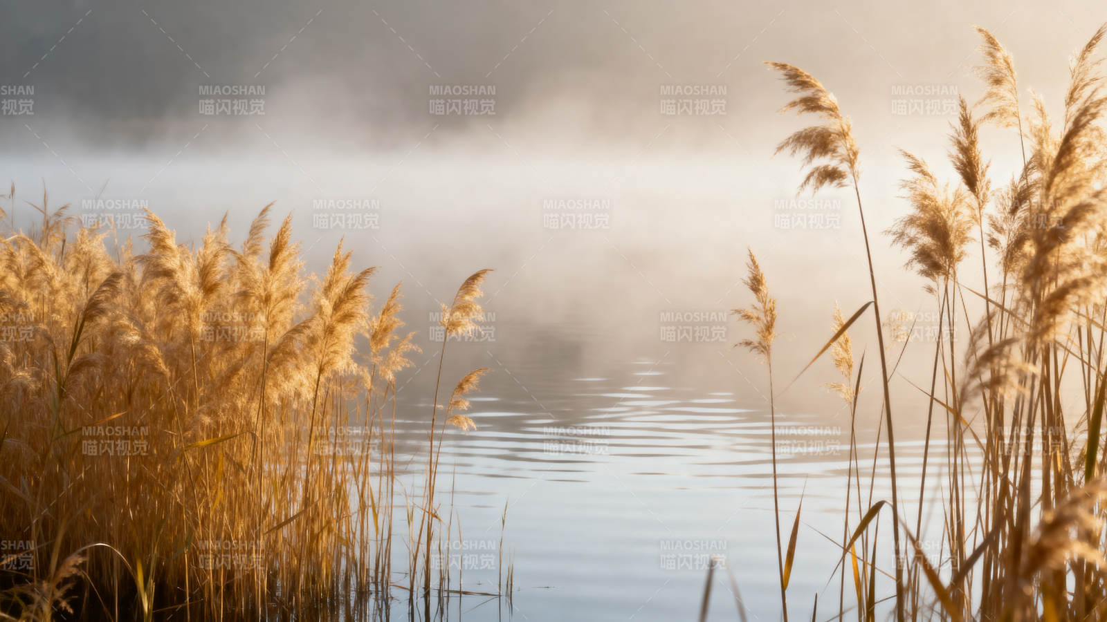 晨雾湖畔芦苇摇曳图片