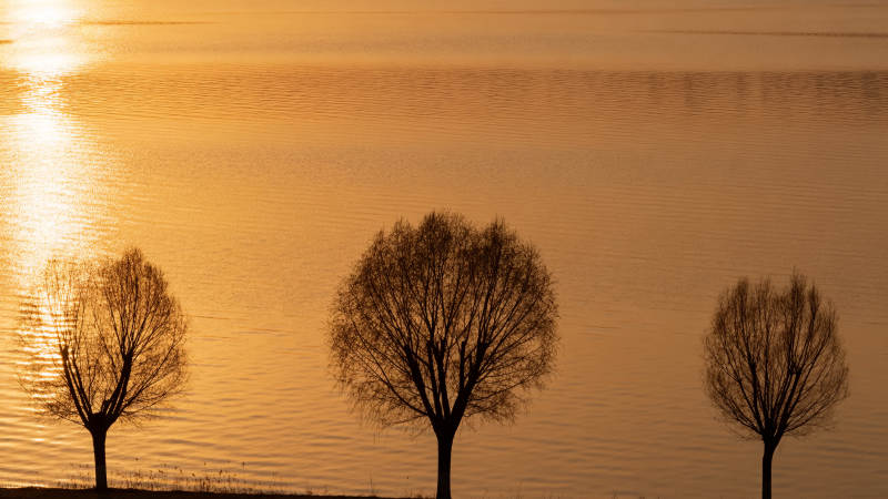 湖畔三树剪影图片