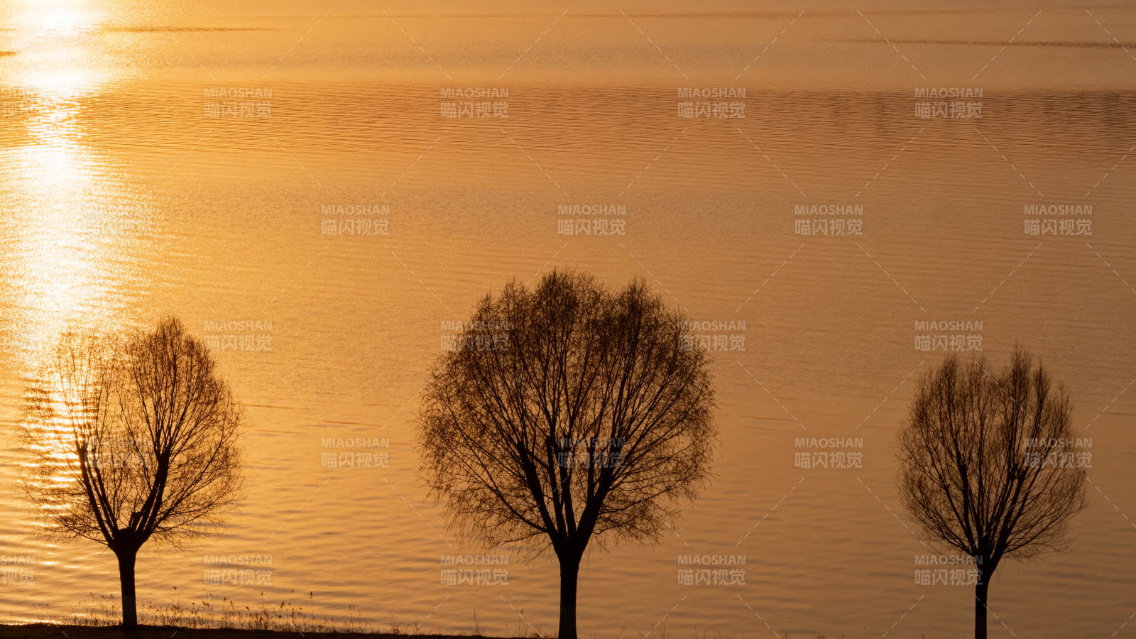 湖畔三树剪影图片