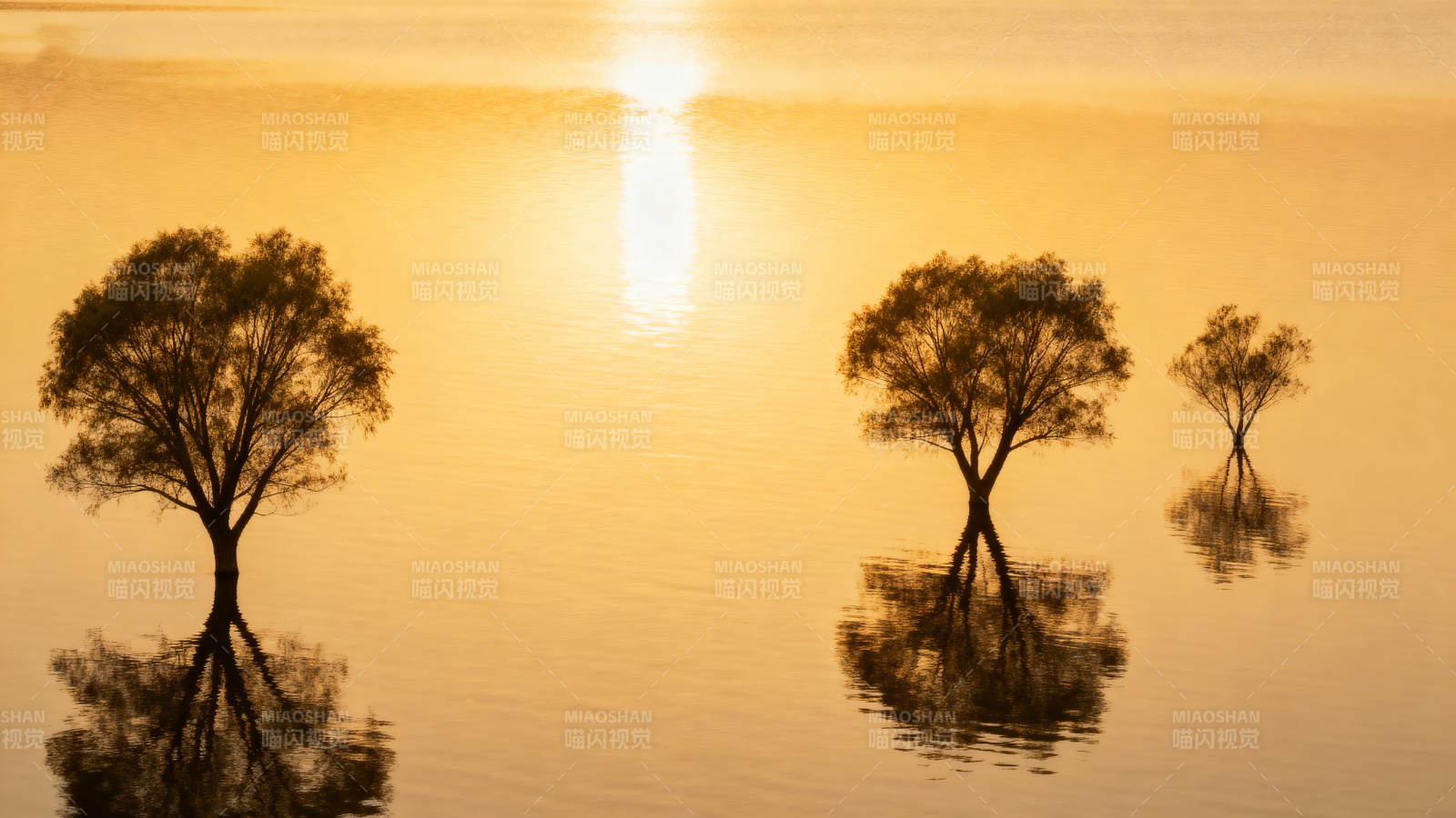 湖畔夕阳树影图片