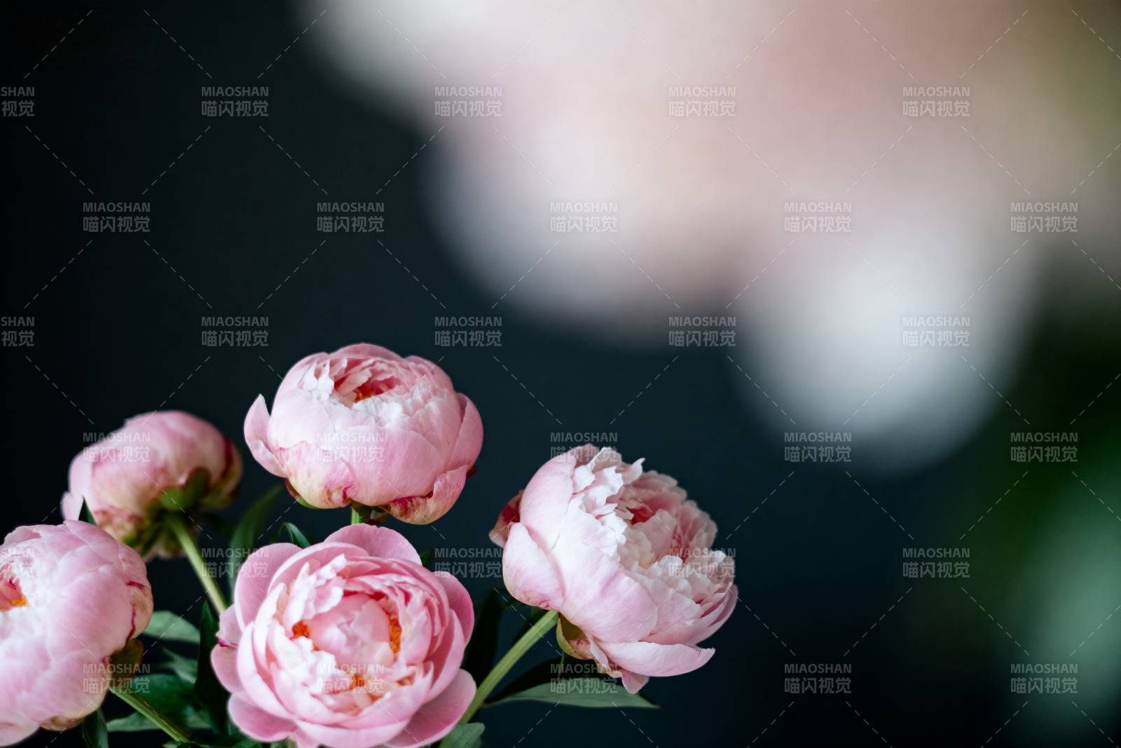 粉嫩牡丹绽放图片