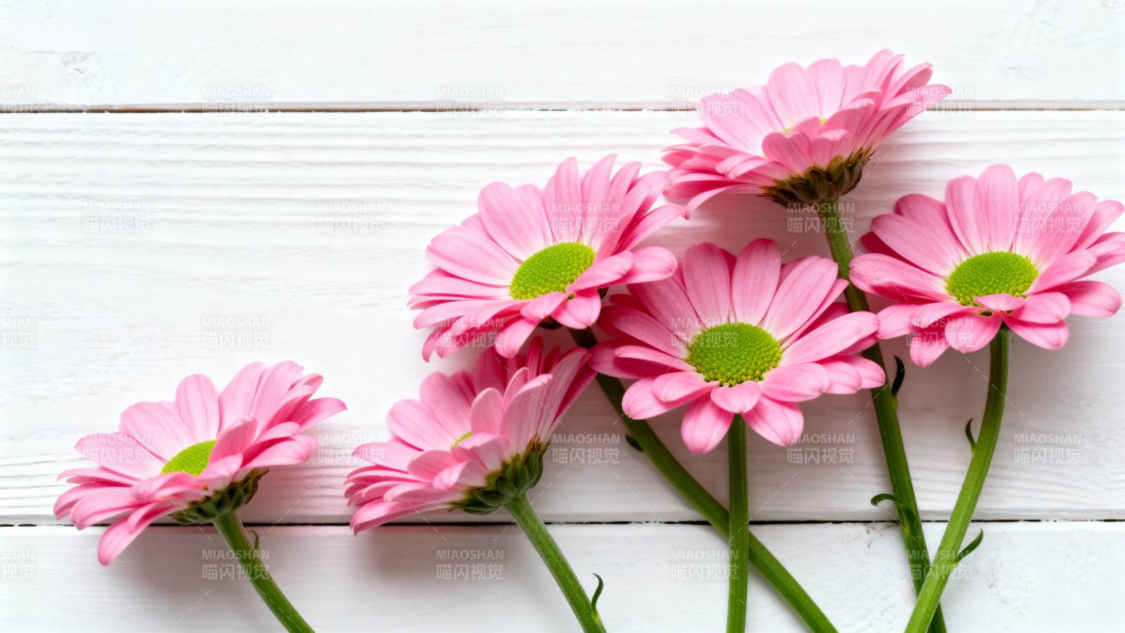 粉菊绽放木板上图片