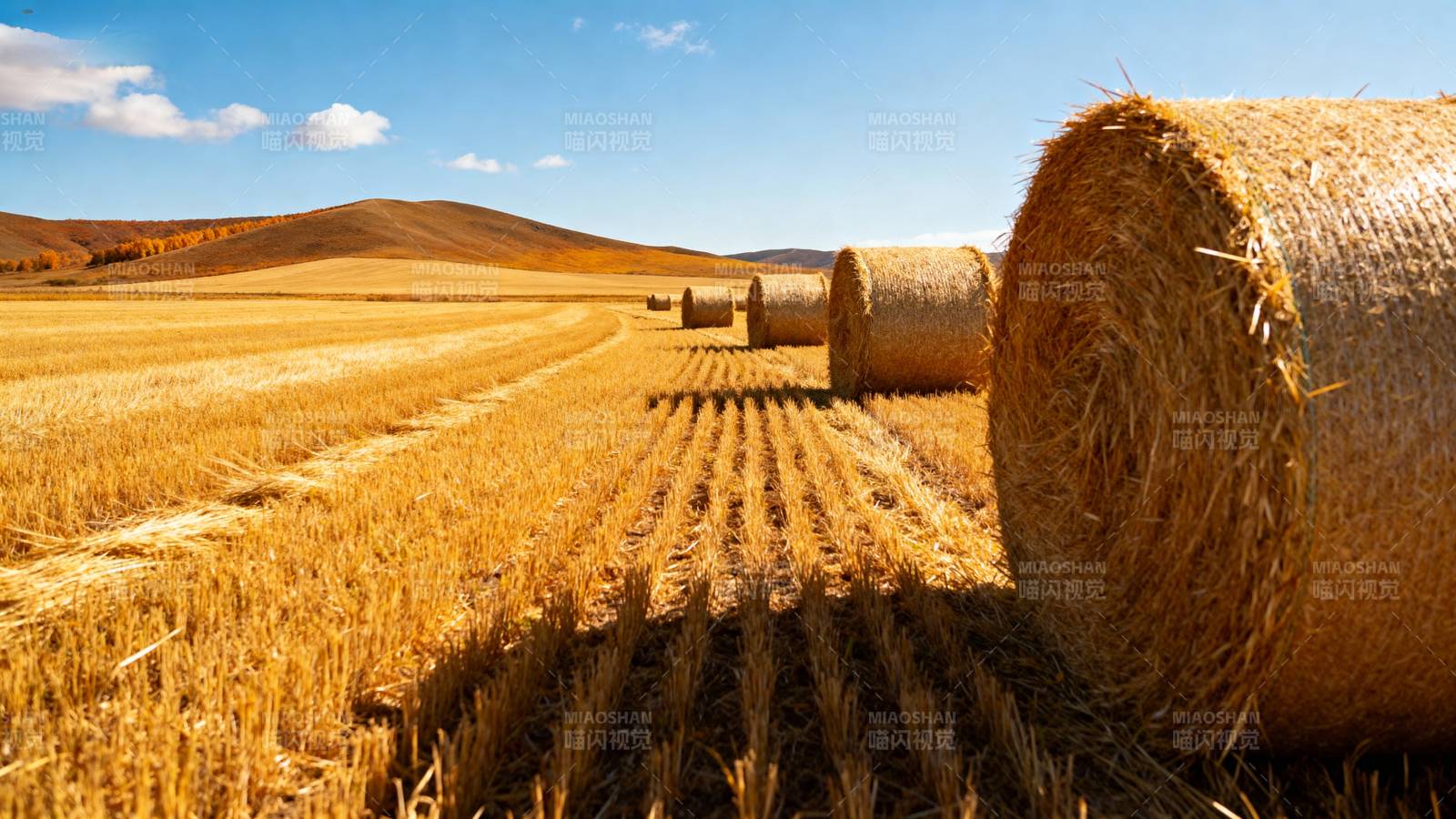 金秋麦田丰收景图片