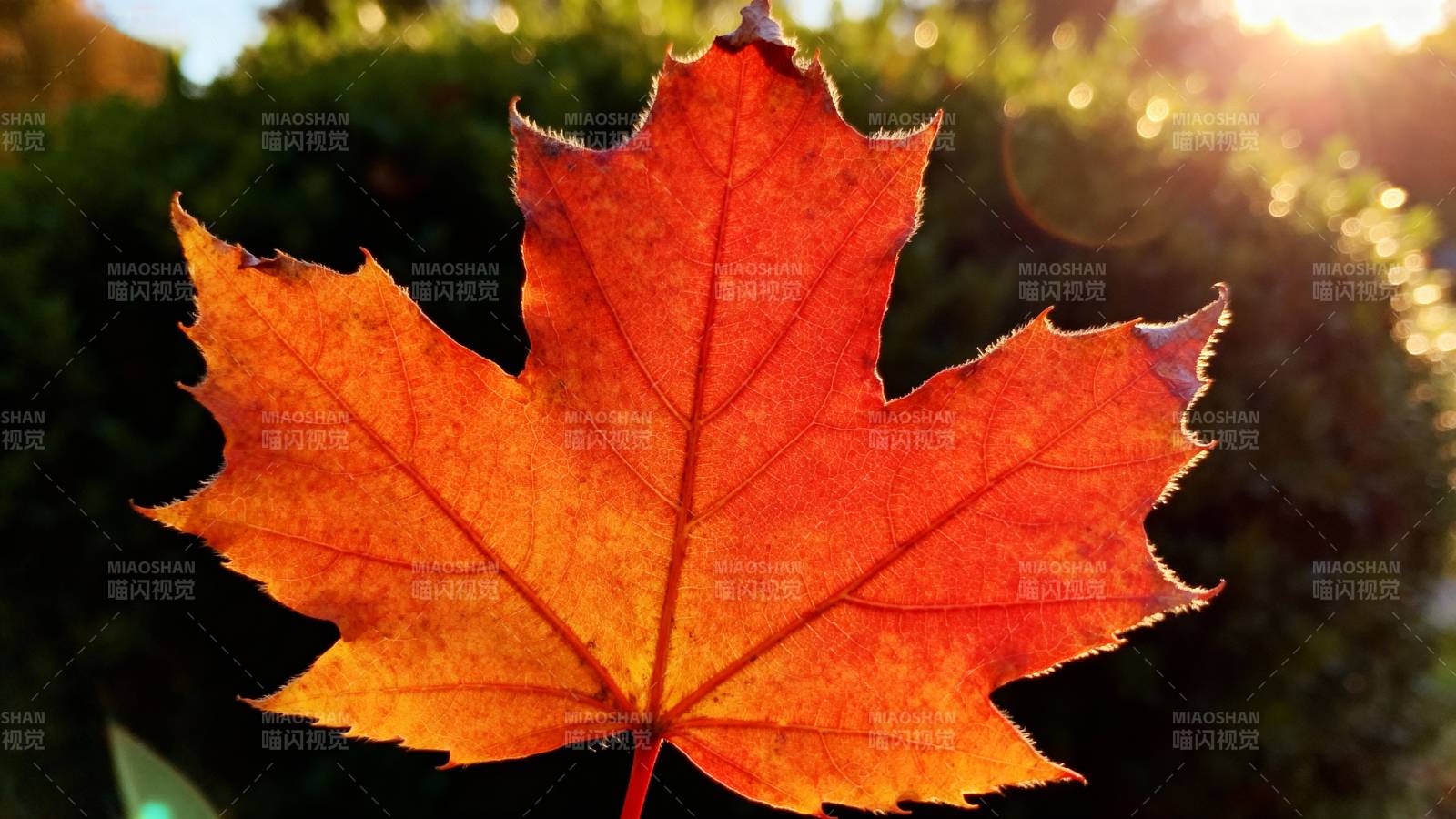 秋叶映光图片