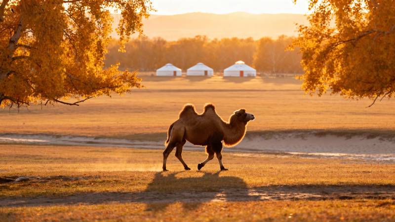沙漠驼影夕阳下图片