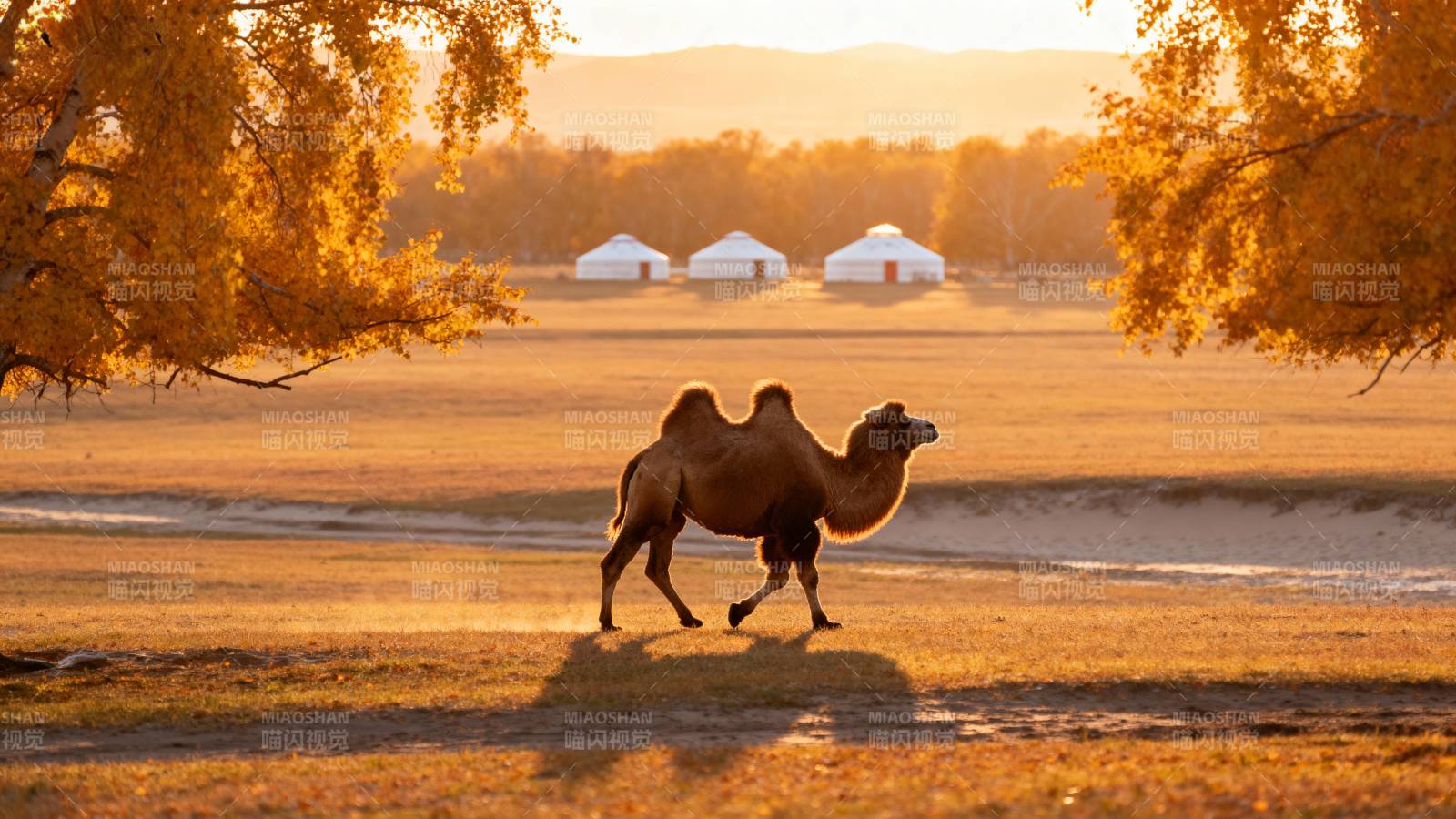 沙漠驼影夕阳下图片