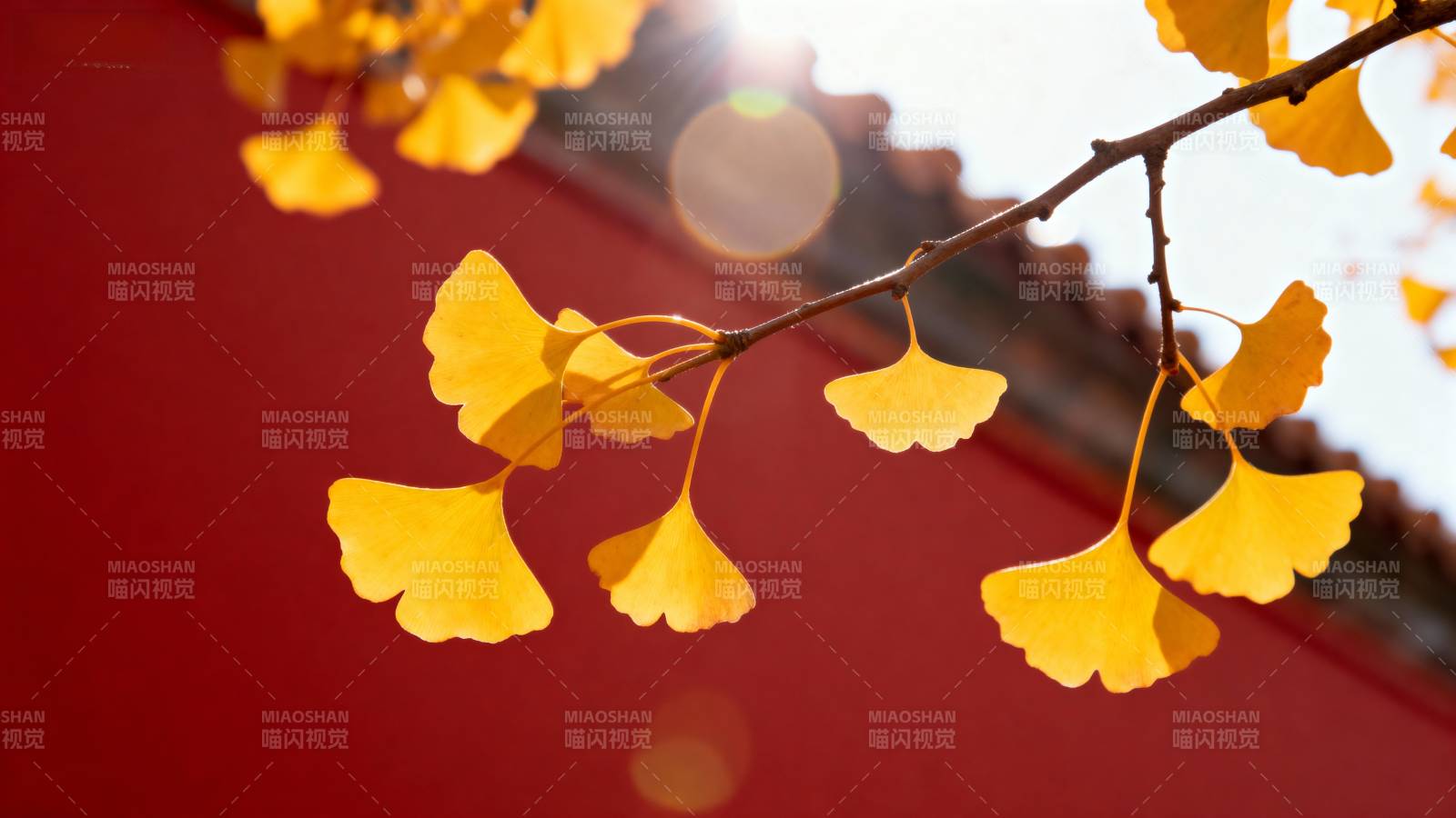 银杏叶黄映红墙图片