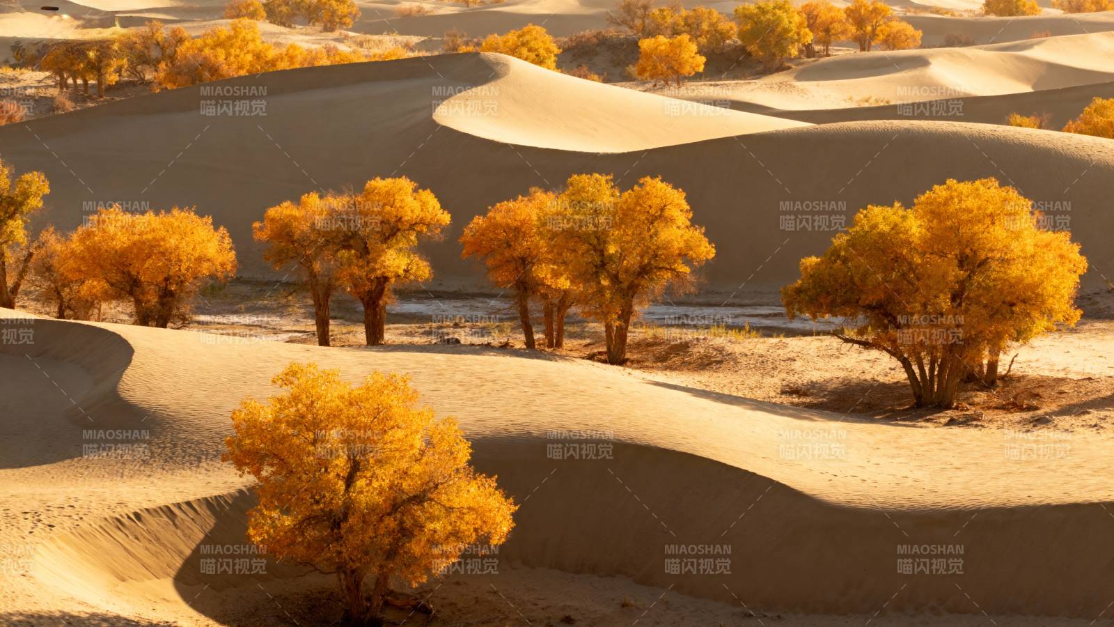 沙漠金秋美景图片