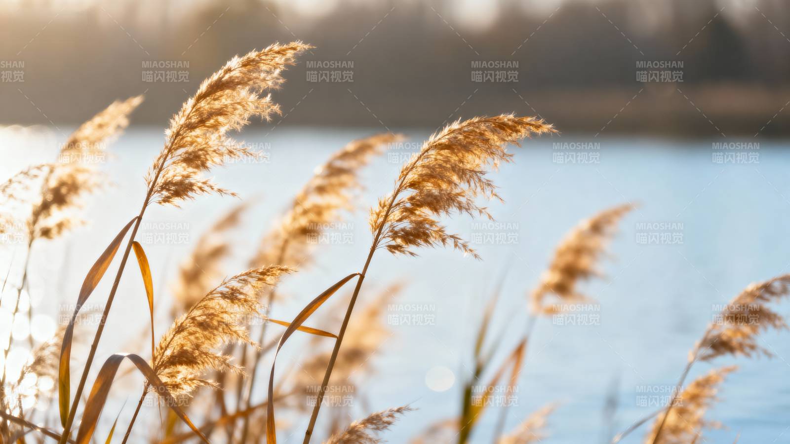 湖畔芦苇随风摇曳图片