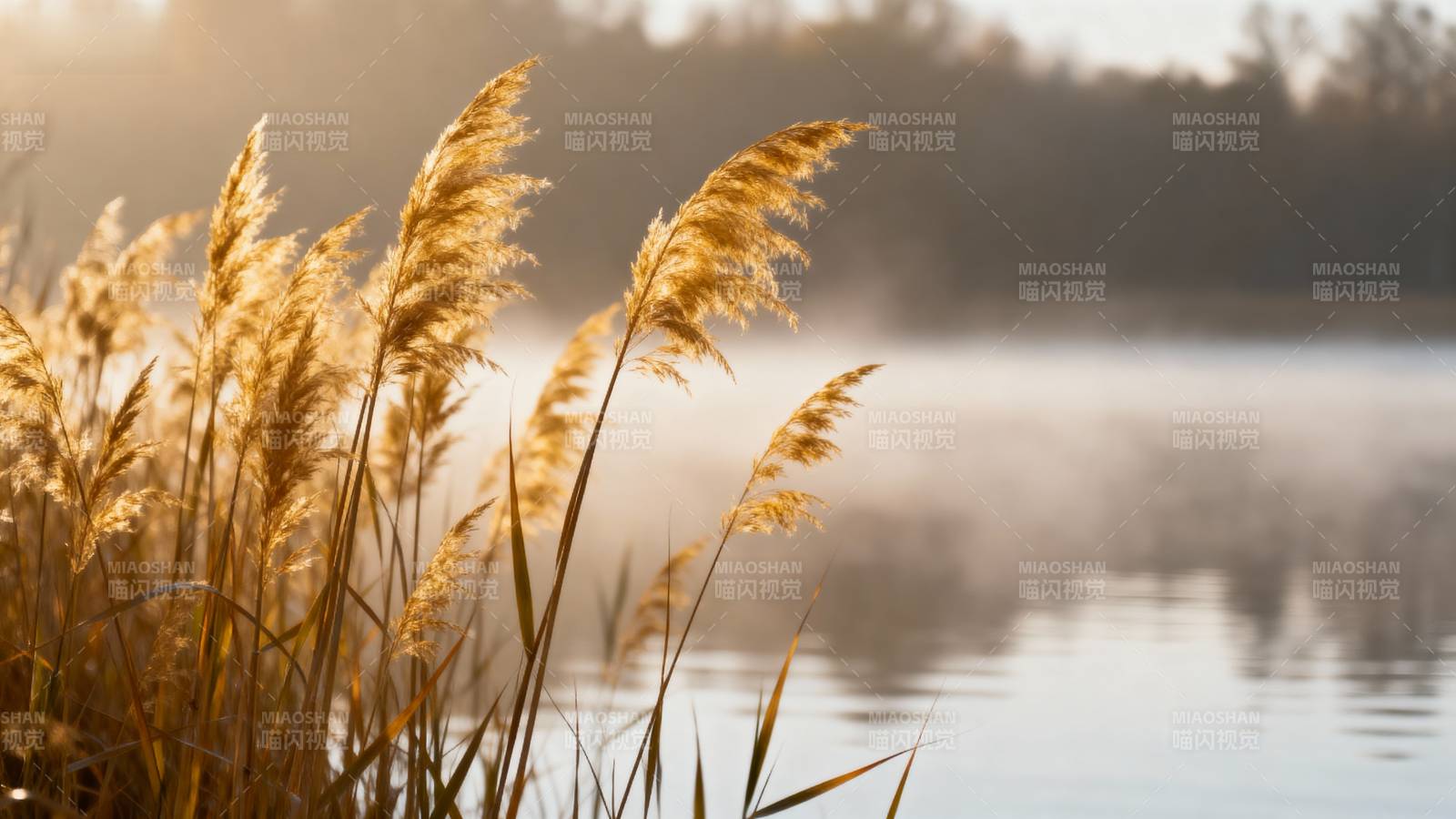 晨雾湖畔芦苇飘图片