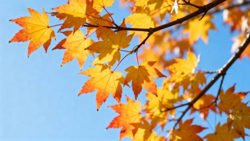 秋叶映蓝天图片