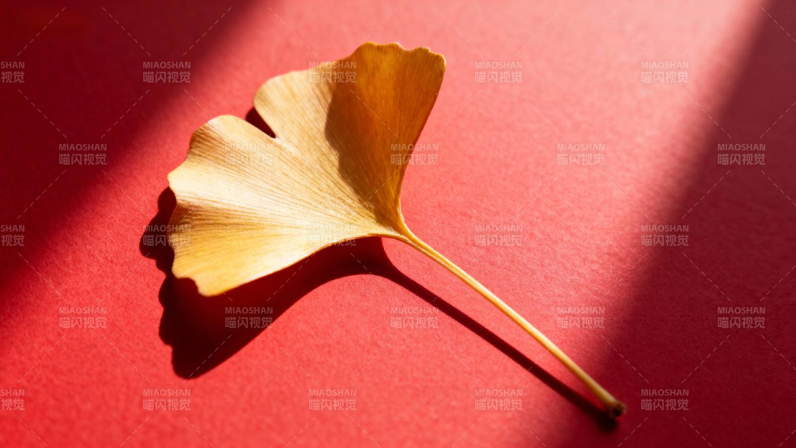 银杏叶静影图片