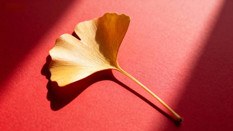 银杏叶静影图片