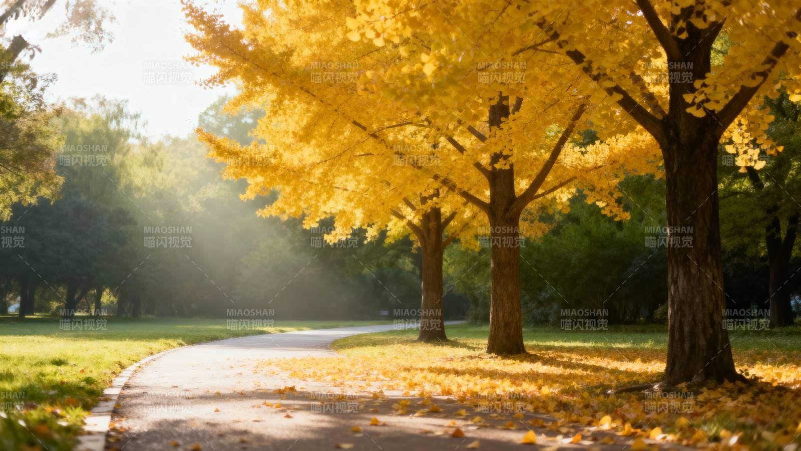 秋日林间小径图片