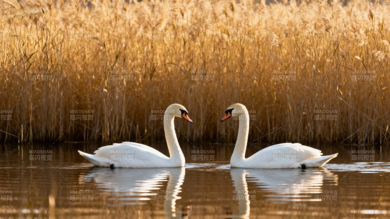 双鹅戏水金秋景图片