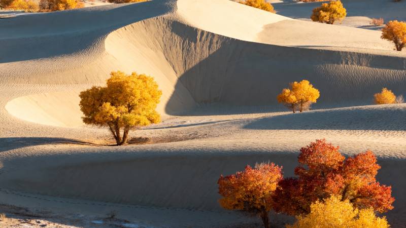秋沙丘树影图片