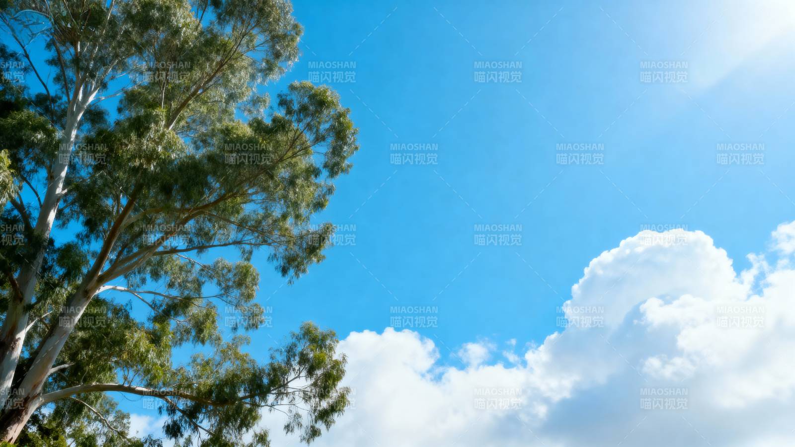 蓝天白云树影图片