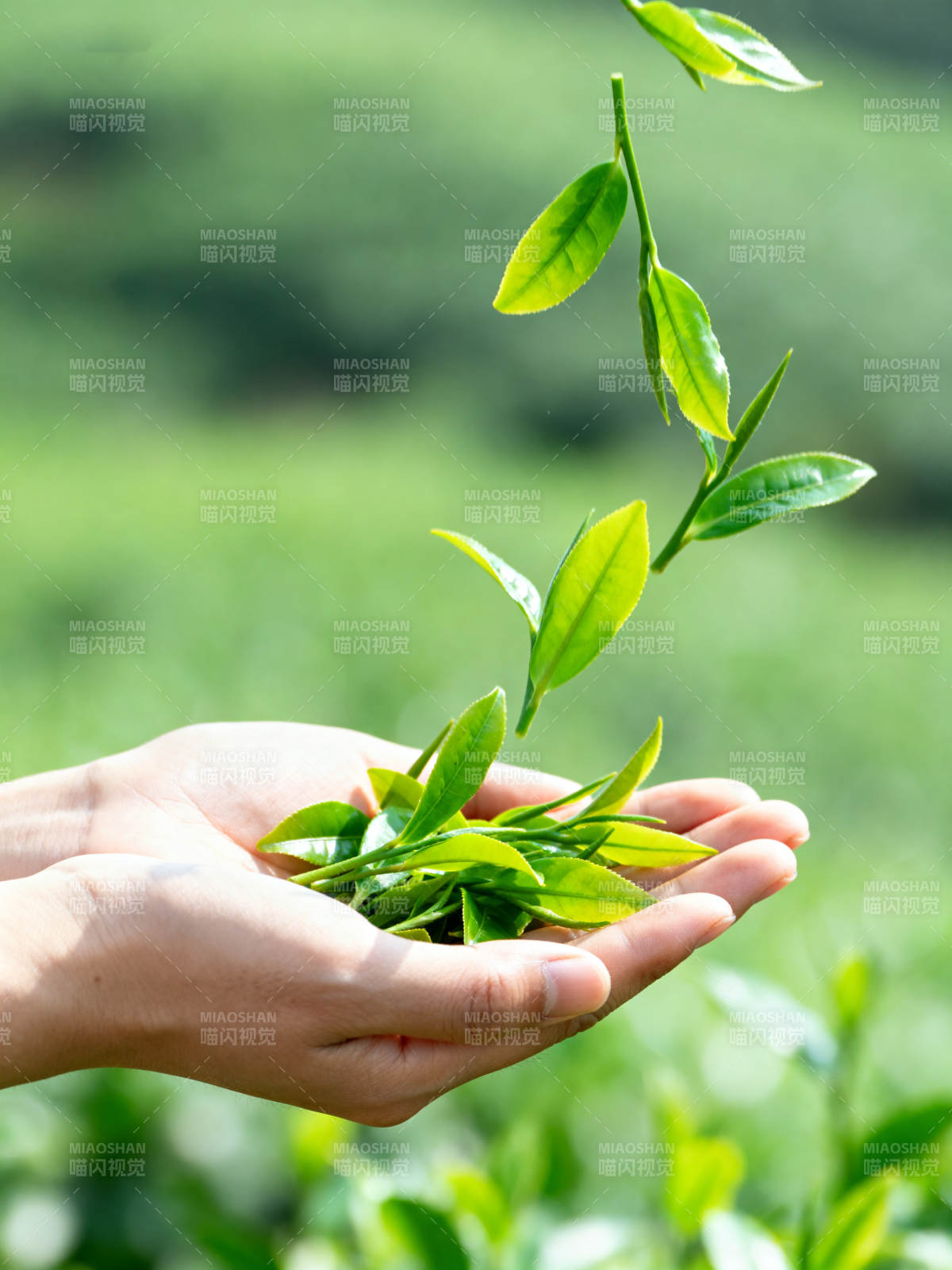 手中绿叶 自然之礼图片