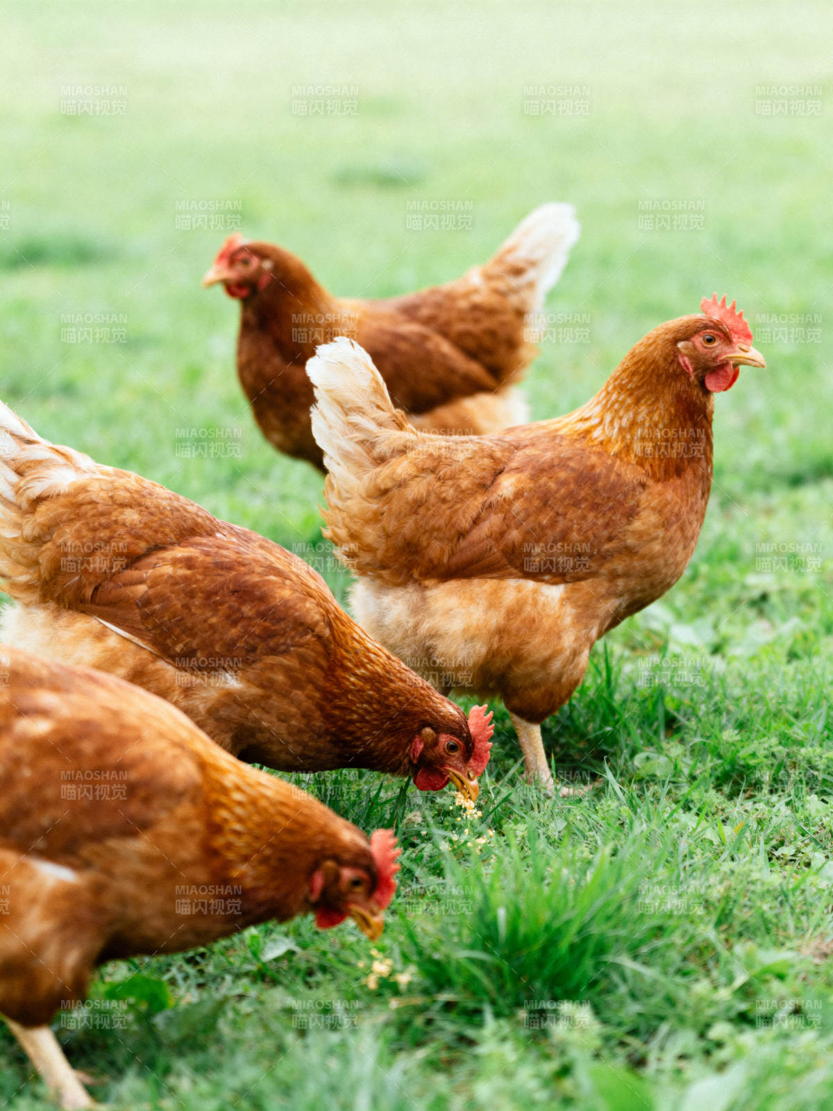 鸡群觅食绿草地图片