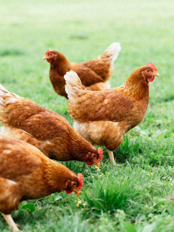 鸡群觅食绿草地图片