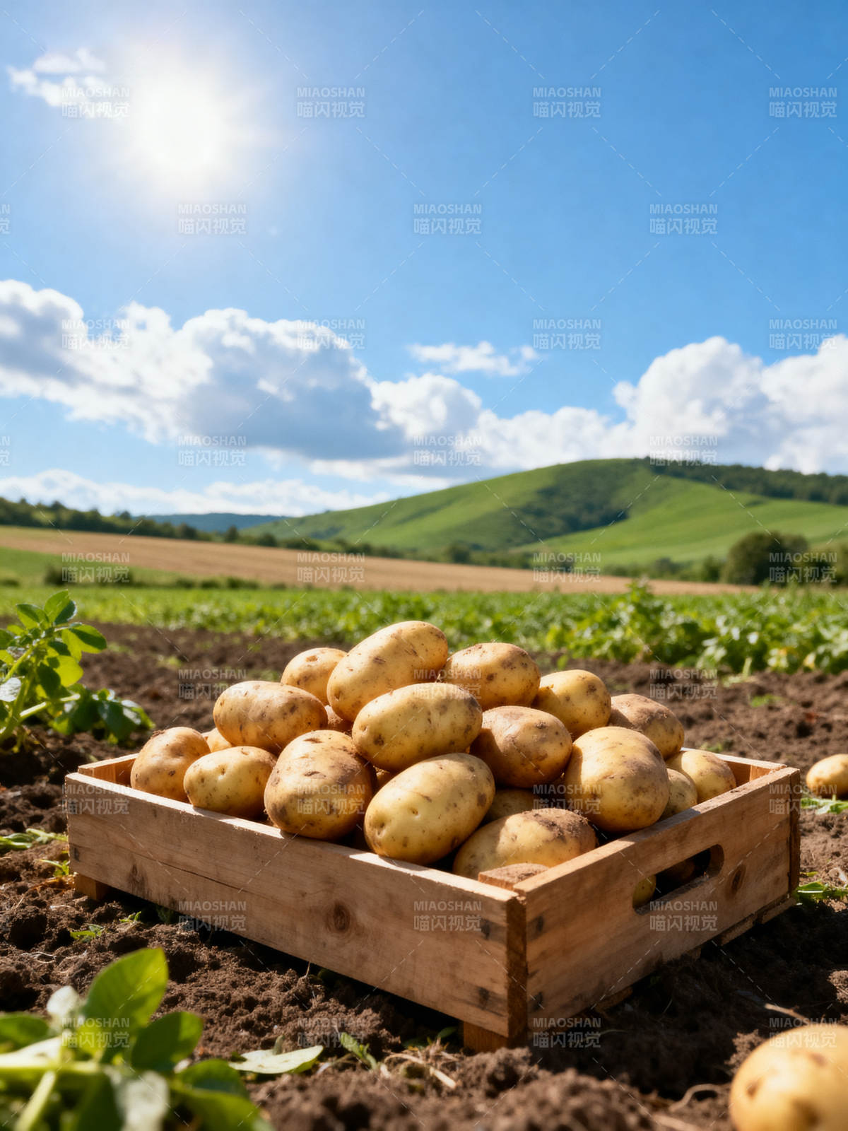 丰收的土豆田图片