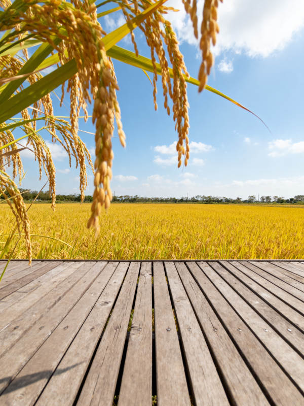 金稻田间木栈道图片