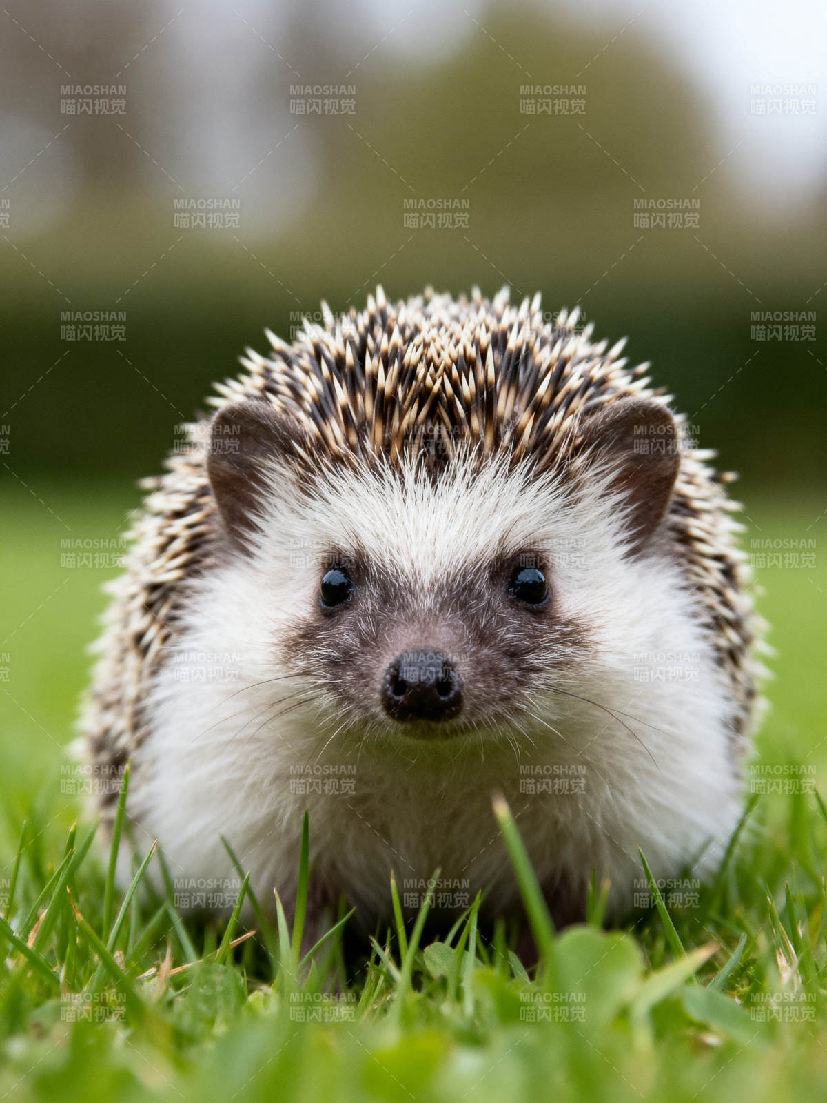 可爱小刺猬图片