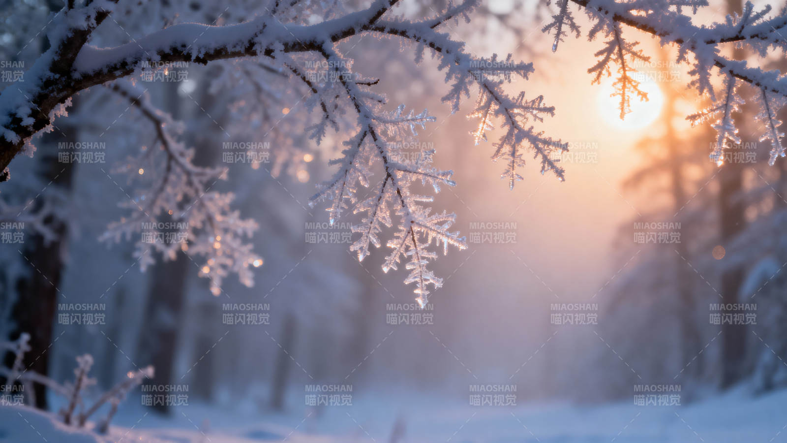 雪林晨曦图片