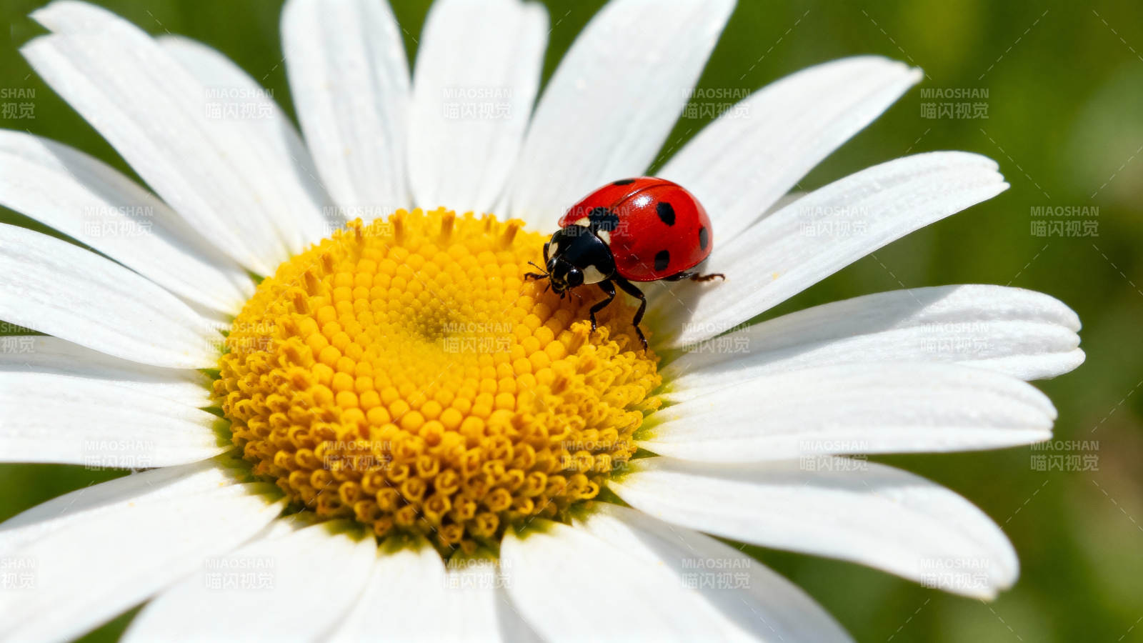 瓢虫栖息雏菊上图片