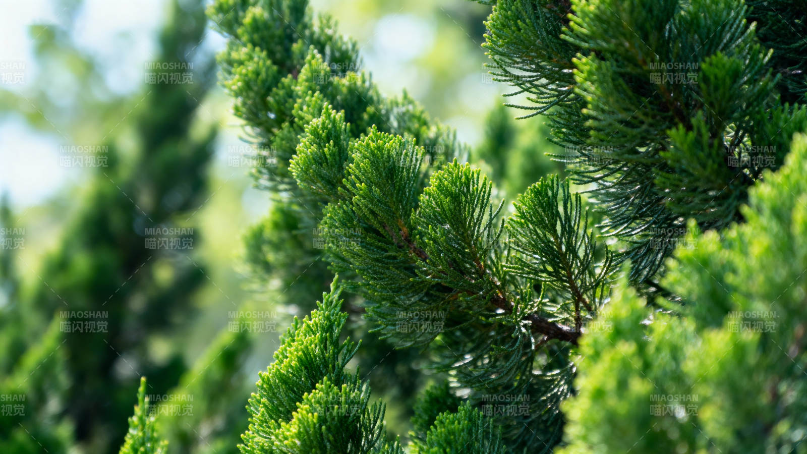 松枝翠绿生机盎然图片