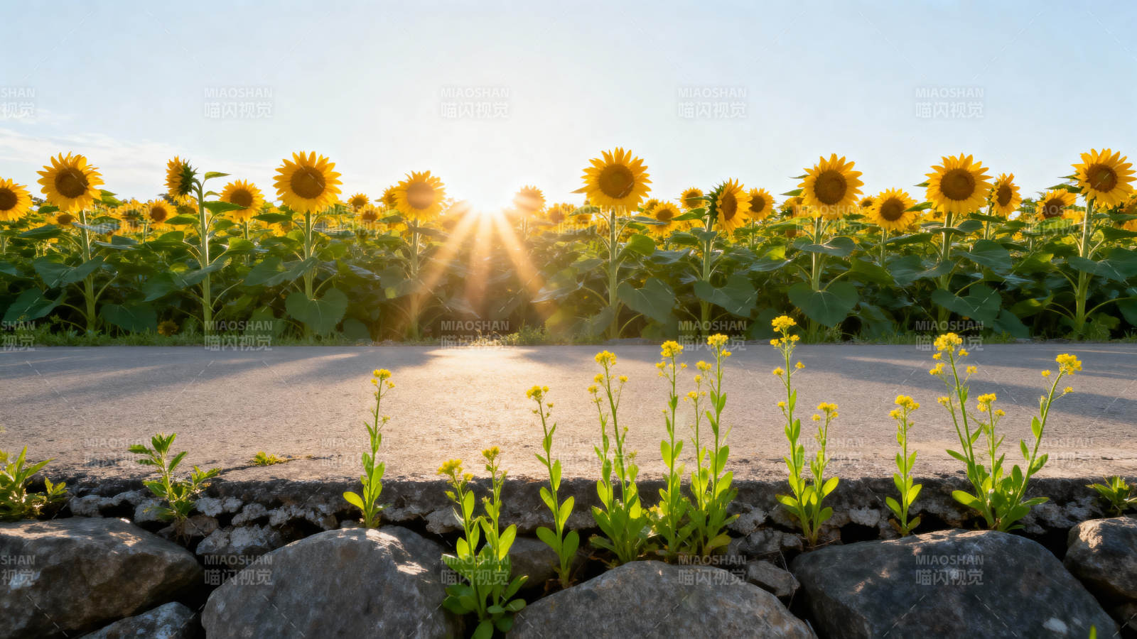 向日葵与晨光图片