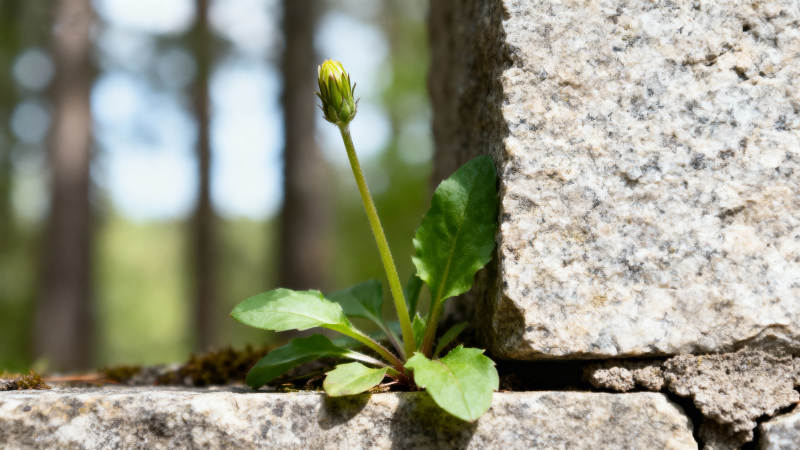 石缝中的小花图片