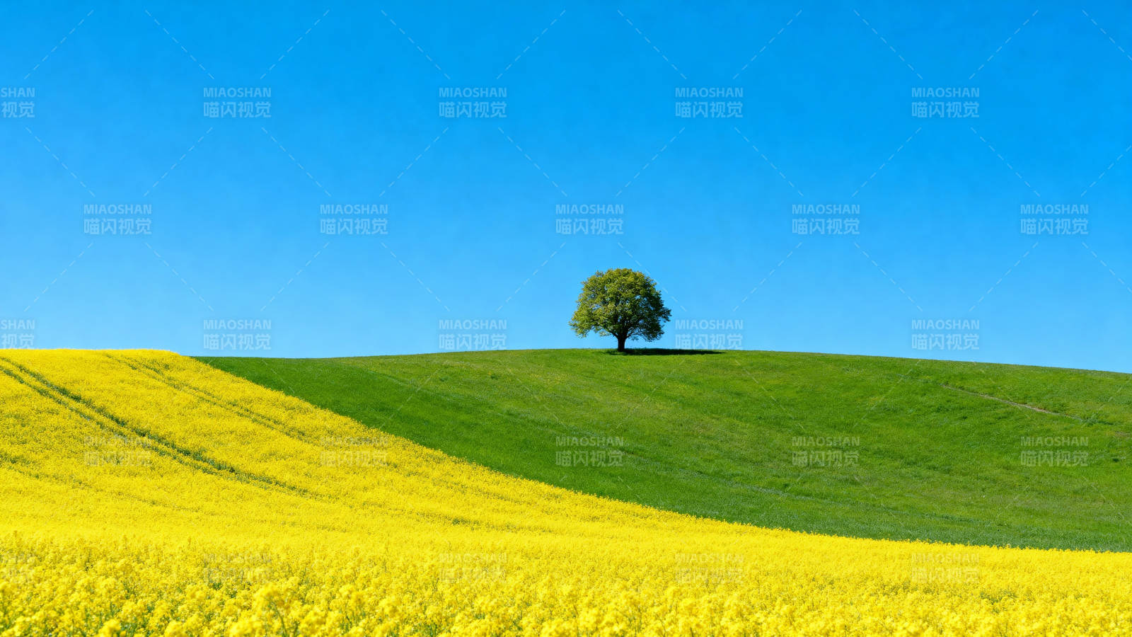 孤树黄花绿野图片