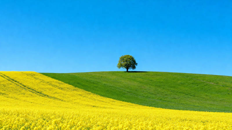 孤树黄花绿野图片