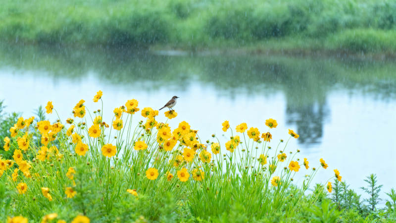 湖畔花丛小鸟栖图片