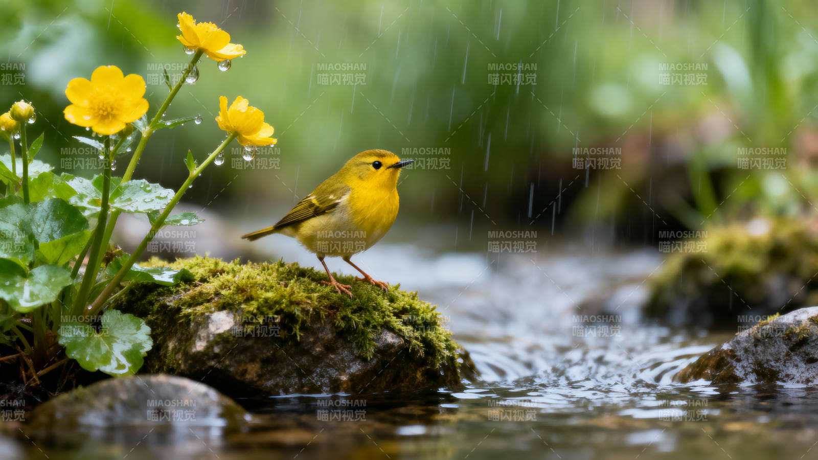 雨中黄鸟栖石畔图片