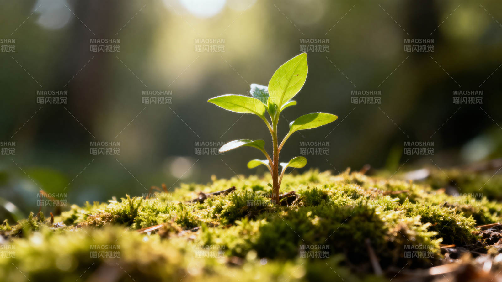 新芽破土而出图片