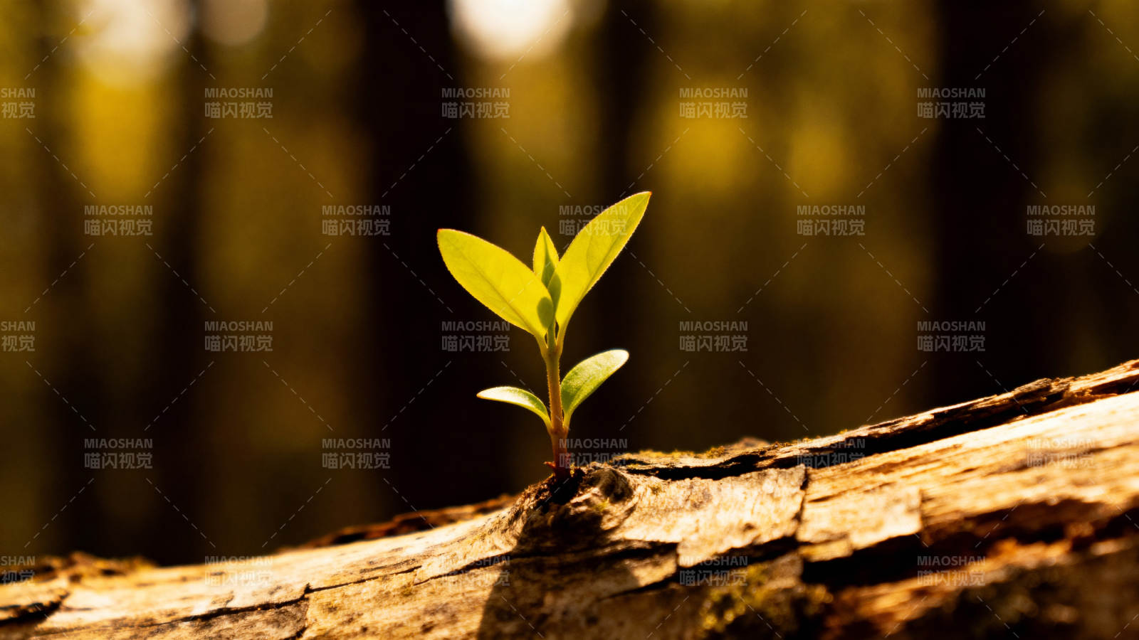 新芽破土图片