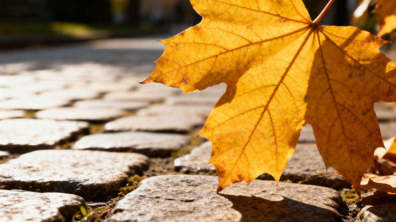 秋叶铺石径图片