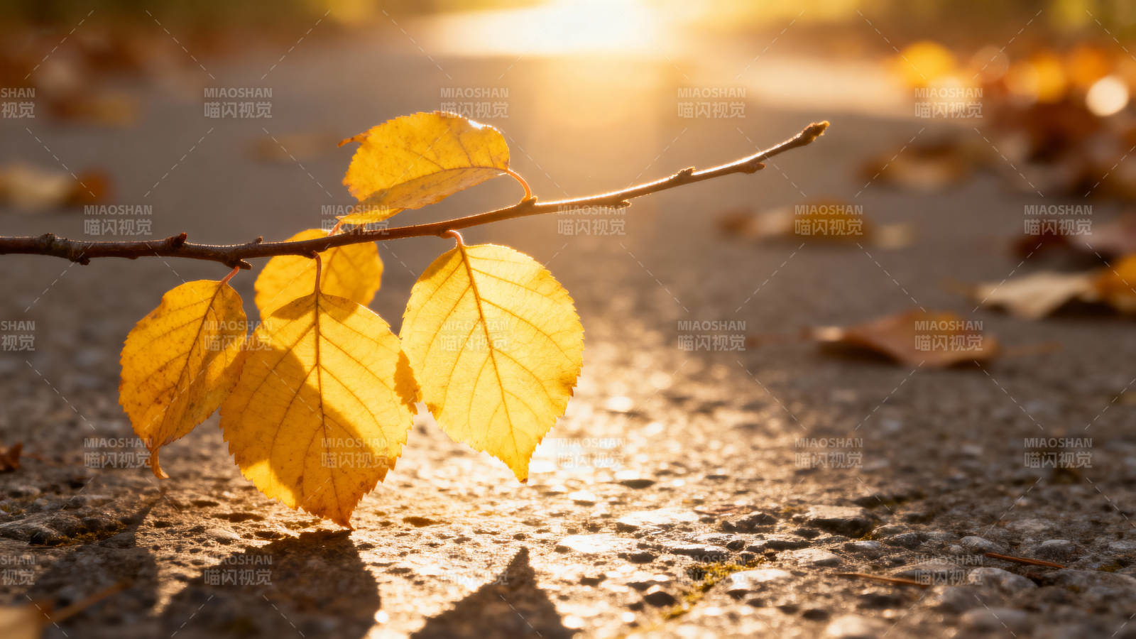 秋叶映斜阳图片
