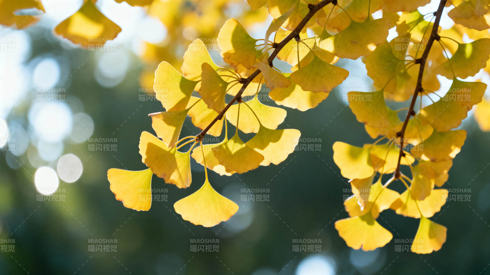 银杏叶黄秋意浓图片