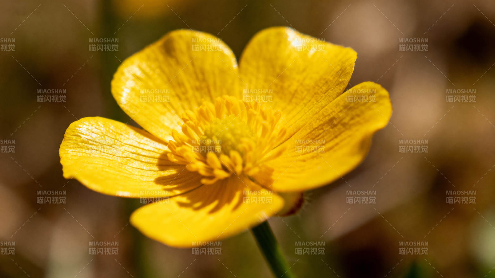 金黄小花绽放图片