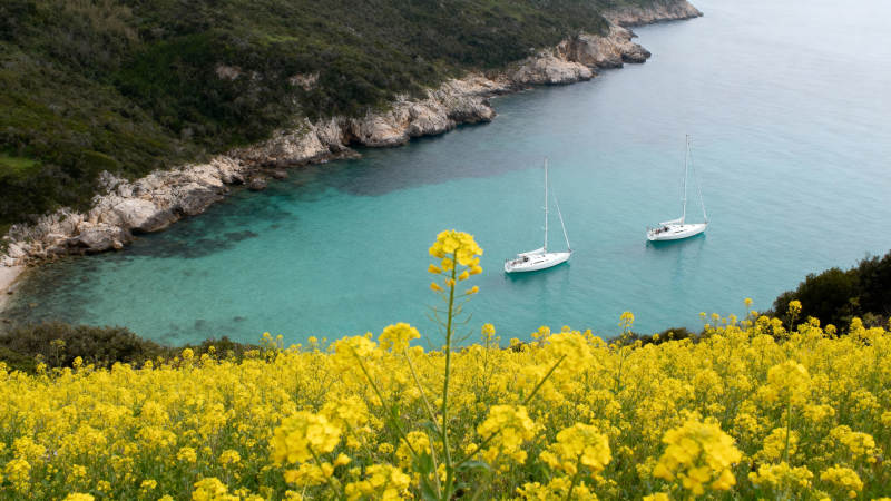 碧海黄花映帆影图片